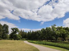 -上海共青森林公园