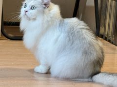 -喵小馆·猫咖狗咖猪咖·饮品店