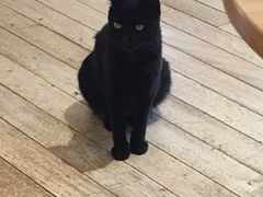 -猫的天空之城概念书店(丽江古城饮玉巷店)