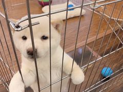 -豆柴町-柴犬主题狗咖(红鼎国际C座店)