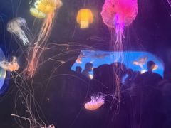 -太平洋海底世界