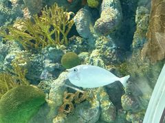 -上海海洋水族馆