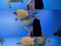 -广东惠东海龟国家级自然保护区