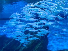 -海合安武汉极地海洋公园