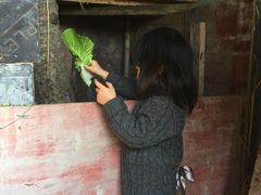 -南汇老顾农家乐采摘大团水蜜桃采摘店