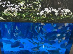 -迪拜水族馆及水下动物园