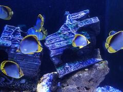 -成都浩海立方海洋公园