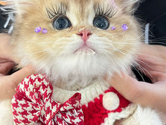 -lincat·猫舍(广州店)