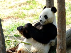 -西霞口神雕山野生动物世界