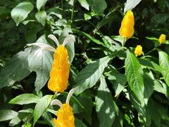 -中国科学院西双版纳热带植物园