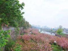 -洪湖生态旅游区