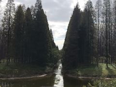 -黄海国家森林公园