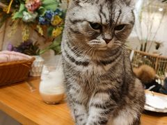 -共舞时光猫咖·狗咖(新街口店)