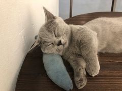-猫友咖啡店(玉林西路店)
