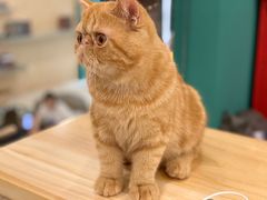 -飞行喵MR PILOT|猫舍·猫咖(静安大融城店)