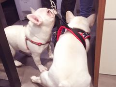 -PETKIT小佩宠物(古北店)