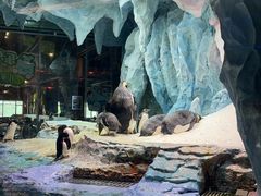 -帝企鹅自助餐厅•儿童岛•真企鹅(长隆企鹅酒店)