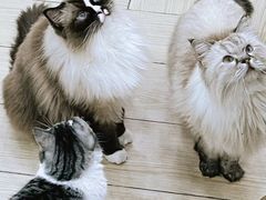 -安格丽娜·狗咖·猫咖羊驼咖(春熙路百盛商场店)