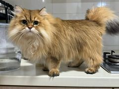 -福懋动物医院·犬猫全科·外科·重症科(杏林分院)