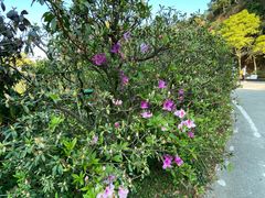 -梧桐山风景名胜区