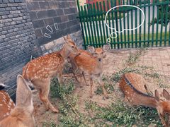 -清风小镇闯关东影视基地