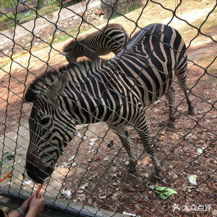 九峰森林動物園-圖片-武漢周邊遊-大眾點評網