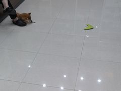 -瑞鹏宠物医院·夜间急症·心超·猫科(祖庙分店)