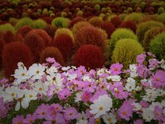 -花开海上生态园