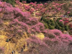 -新建村梅花