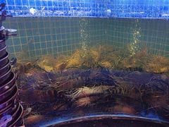 -福禧荟·海鲜自助