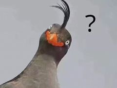 -谭鸭血老火锅(漳州路店)