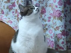 -御宝贝·A梦猫科宠物医院(国际猫友好医院)