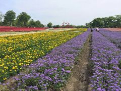 -周浦花海-停车场