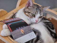 -飞行喵MR PILOT|猫舍·猫咖(静安大融城店)