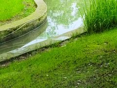 -无锡梁鸿湿地丽笙度假酒店·流觞西餐厅