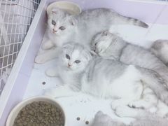 -喵的天空名猫咖啡馆·撸猫·猫舍·用品