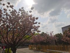 -嘉定紫藤园