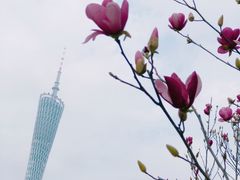 -珠江琶醍