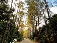 -东莞市大岭山森林公园