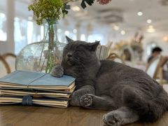 -共舞时光猫咖·狗咖(新街口店)