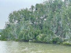 -大湾区中央湿地公园