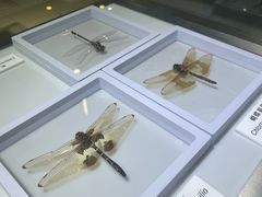 -上海昆虫博物馆