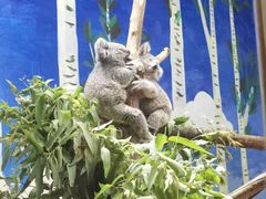 -广州长隆野生动物世界