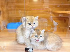 -猫十亿·布偶金渐层·曼基康矮脚猫舍(青年路店)