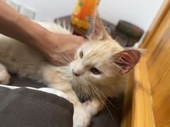 -宠爱国际动物医院· 猫科· 外科·中兽医(长白店)