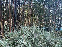 -广州市流溪河国家森林公园
