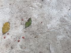 -国恩寺
