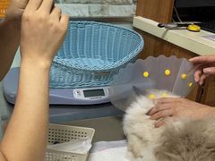-纳吉亚猫专科动物医院博雅分院