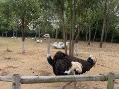 -大连森林动物园