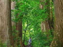-天目山大树王景区
